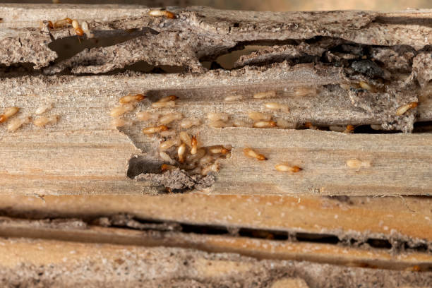 Best Commercial Pest Control Services  in Pine Island, MN
